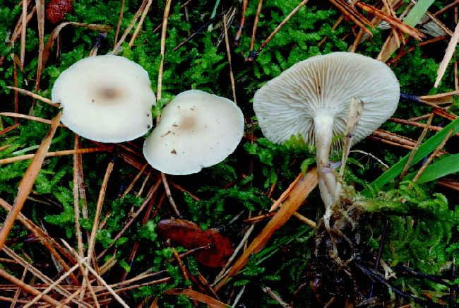 Clitocybe metachroa